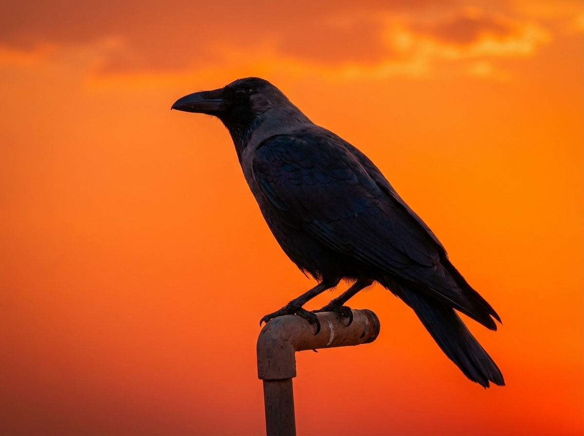 Best Expense Tracker: Why Fin’s AI Makes Budgeting Effortless